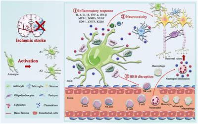 The role of circadian clock in astrocytes: From cellular functions to ischemic stroke therapeutic targets